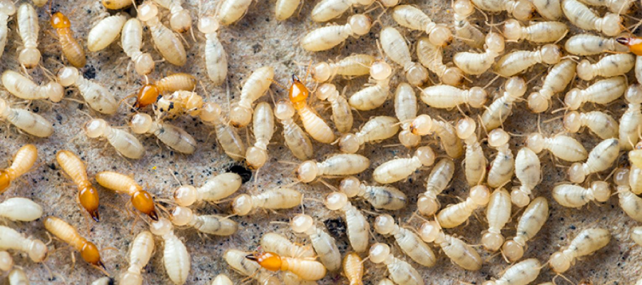Termite Inspection 